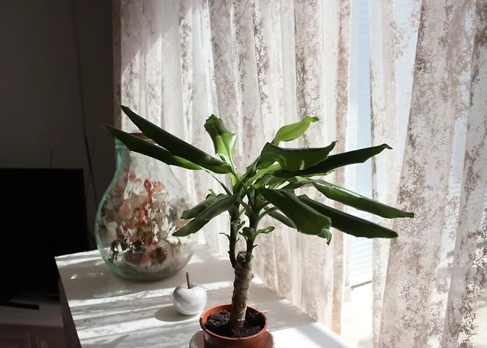 Pierre's Place * 비빈제