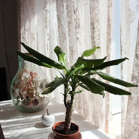 Pierre's Place * Bibinje